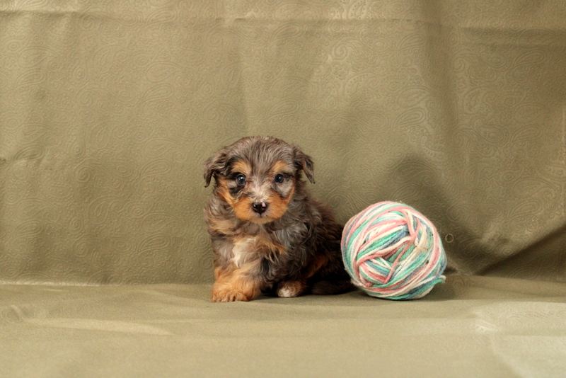 puppy, for, sale, Mini Bernedoodle F2, Matthew B. Stoltzfus, dog, breeder, Gap, PA, dog-breeder, puppy-for-sale, forsale, nearby, find, puppyfind, locator, puppylocator, aca